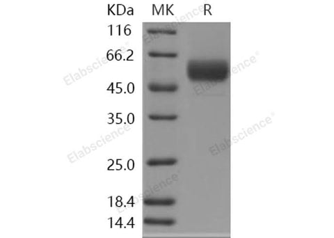 > 97 % as determined by reducing SDS-PAGE.