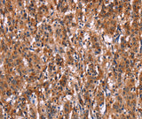 Anti-Human LILRB1 Antibody - ABMIUM