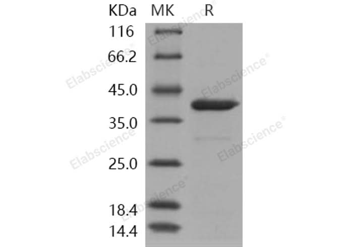 > 90 % as determined by reducing SDS-PAGE.