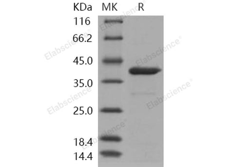 > 90 % as determined by reducing SDS-PAGE.