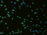 Immunofluorescence analysis of hela cell using SLC18A3 Polyclonal Antibody at dilution of 1:50