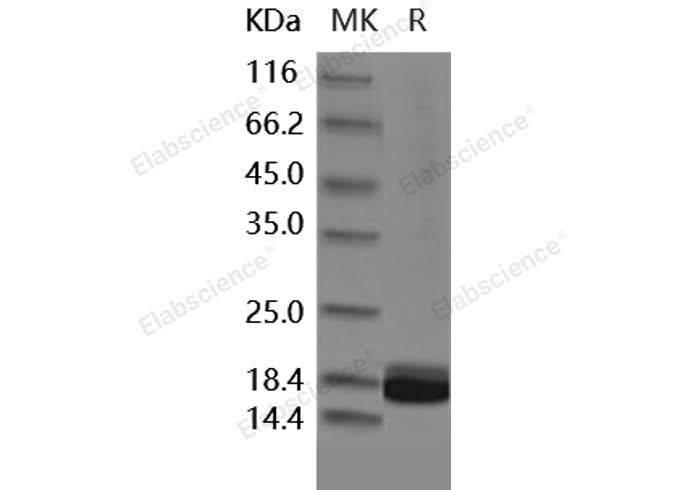> 98 % as determined by reducing SDS-PAGE.