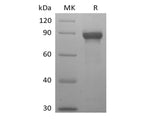 > 95 % as determined by reducing SDS-PAGE.