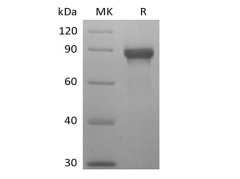> 95 % as determined by reducing SDS-PAGE.