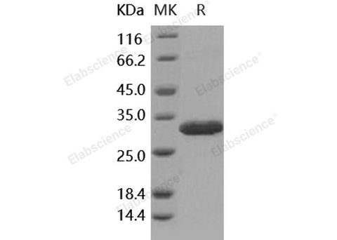 > 97 % as determined by reducing SDS-PAGE.