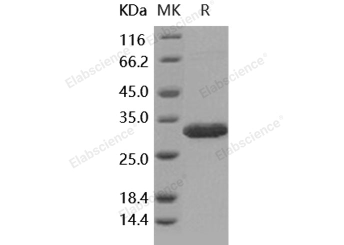 > 97 % as determined by reducing SDS-PAGE.