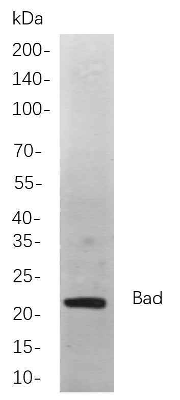 Anti-Human/Mouse/Rat Bad Antibody [B746] - ABMIUM