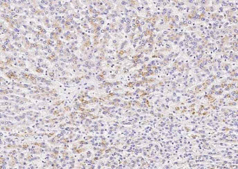 Anti-Human BST2 Antibody [A927] - ABMIUM
