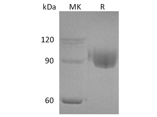 > 95 % as determined by reducing SDS-PAGE.