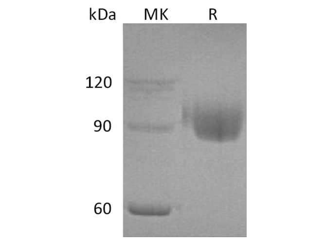 > 95 % as determined by reducing SDS-PAGE.