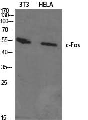 Western Blot analysis of 3T3, Hela cells using c-Fos Polyclonal Antibody at dilution of 1:1000.