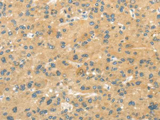 Anti-Human/Mouse MPP6 Antibody