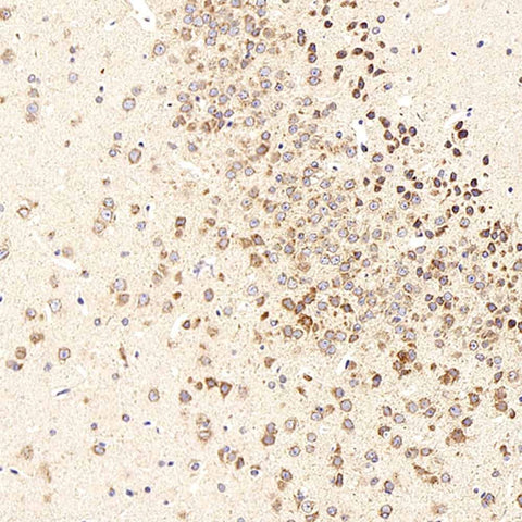 Immunohistochemistry analysis of paraffin-embedded mouse brain using beta Amyloid Polyclonal Antibody at dilution of 1:300.