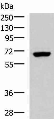 Anti-Human/Mouse PPP2R1A Antibody
