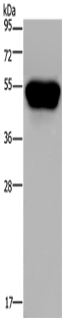 Anti-Human CD160 Antibody - ABMIUM