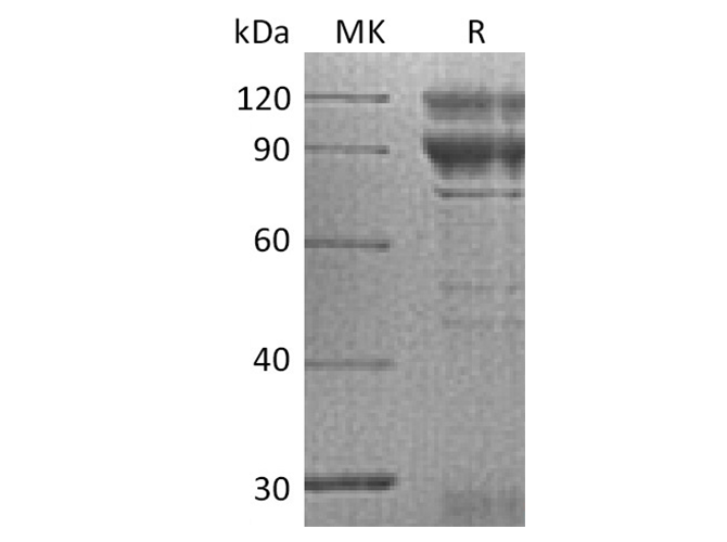 > 90 % as determined by reducing SDS-PAGE.