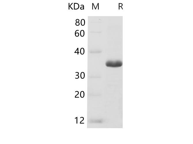 SDS-PAGE analysis of Human GAPDH proteins, 2 μg/lane of Recombinant Human GAPDH proteins was resolved with SDS-PAGE under reducing conditions, showing bands at 34-37 kDa.