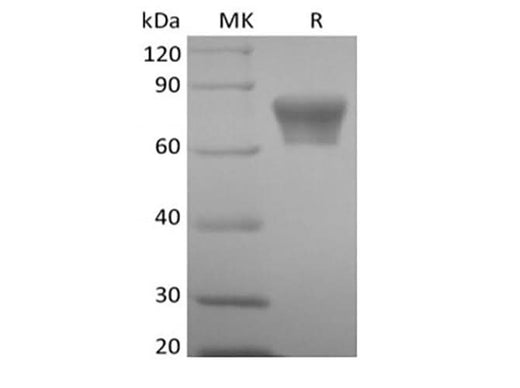 > 95 % as determined by reducing SDS-PAGE.