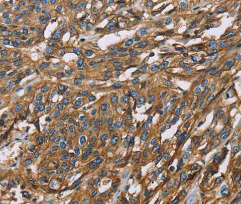 Anti-Human BSG Antibody
