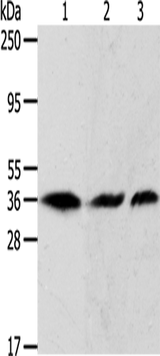 Anti-Human/Mouse/Rat APEX1 Antibody - ABMIUM