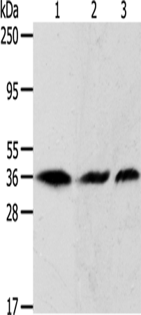 Anti-Human/Mouse/Rat APEX1 Antibody - ABMIUM