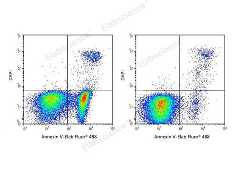 Annexin V-Elab Fluor® 488/DAPI Apoptosis Kit - ABMIUM