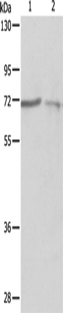 Anti-Human/Mouse/Rat SH-PTP1 Antibody - ABMIUM