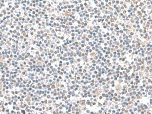 Anti-Human IFI27 Antibody