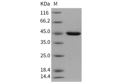 > 98 % as determined by reducing SDS-PAGE.