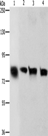 Anti-Human/Mouse/Rat CDH6 Antibody - ABMIUM