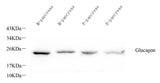 Western Blot analysis of various samples using GCG Polyclonal Antibody at dilution of 1:1000.