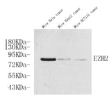 Western Blot analysis of various samples using EZH2 Polyclonal Antibody at dilution of 1:500.
