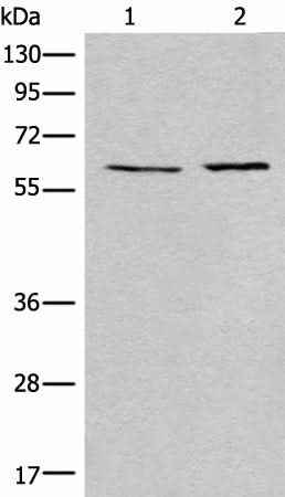 Anti-Human/Mouse USP14 Antibody