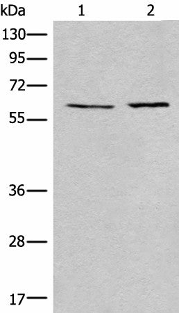 Western blot analysis of A172 and Jurkat cell lysates using USP14 Polyclonal Antibody at dilution of 1:400