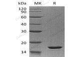 > 98 % as determined by reducing SDS-PAGE.