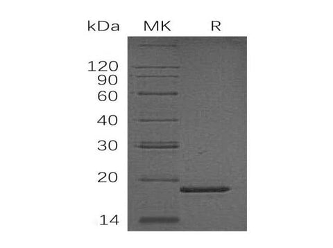 > 90 % as determined by reducing SDS-PAGE.