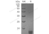 > 98 % as determined by reducing SDS-PAGE.