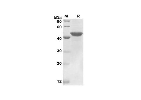 SDS-PAGE analysis of Human PD-L1 proteins, 2 μg/lane of Recombinant Human PD-L1 proteins was resolved with SDS-PAGE under reducing conditions, showing bands at 44 kDa.