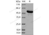 > 95 % as determined by reducing SDS-PAGE.