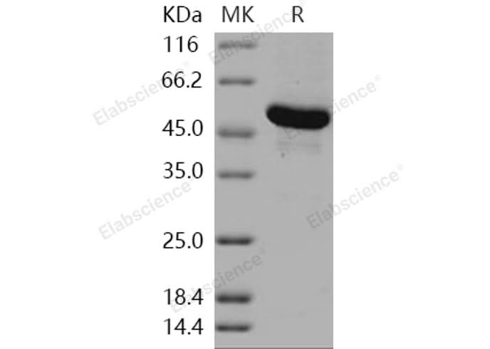 > 95 % as determined by reducing SDS-PAGE.