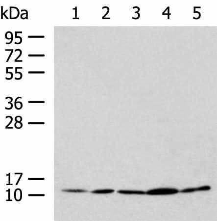 Anti-Human/Mouse PAM16 Antibody