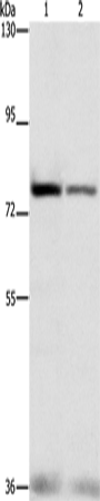 Anti-Human/Mouse NFE2L1 Antibody - ABMIUM