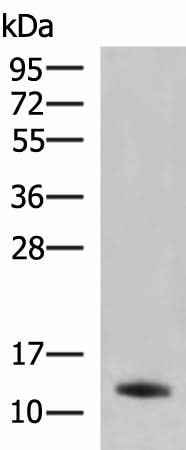 Anti-Human/Rat PPY Antibody