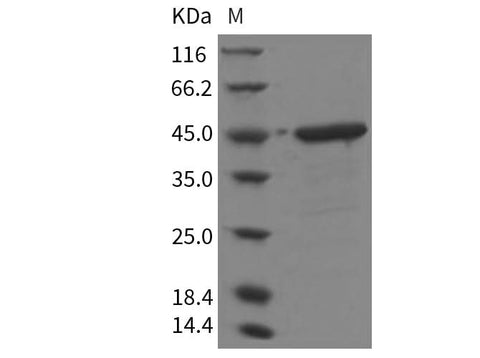 > 90 % as determined by reducing SDS-PAGE.