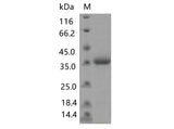 > 90 % as determined by reducing SDS-PAGE.