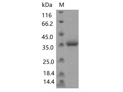 > 90 % as determined by reducing SDS-PAGE.