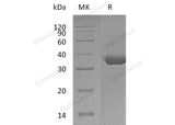 > 95 % as determined by reducing SDS-PAGE.