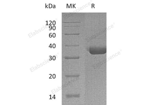 > 95 % as determined by reducing SDS-PAGE.