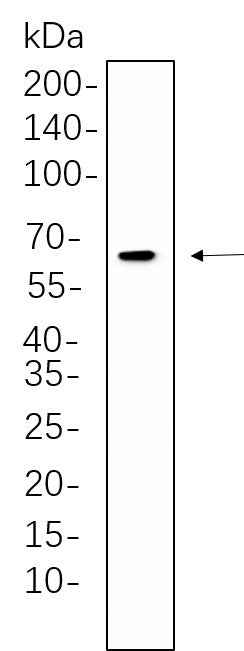 Anti-Human/Mouse/Rat PKR Antibody [B584]