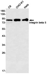 Western blot detection of Integrin beta 5 in C6,CHO-K1,Hela cell lysates using Integrin beta 5 Rabbit mAb(1:500 diluted).Predicted band size:88kDa.Observed band size:88kDa.
